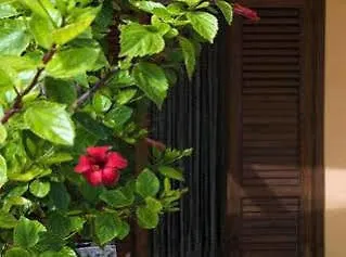Hibiscus * 特拉帕尼